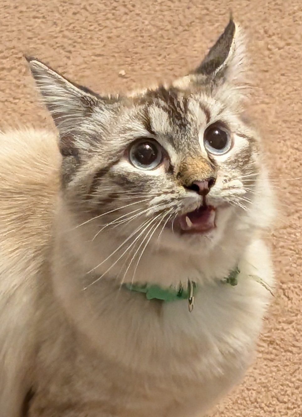 Tofu